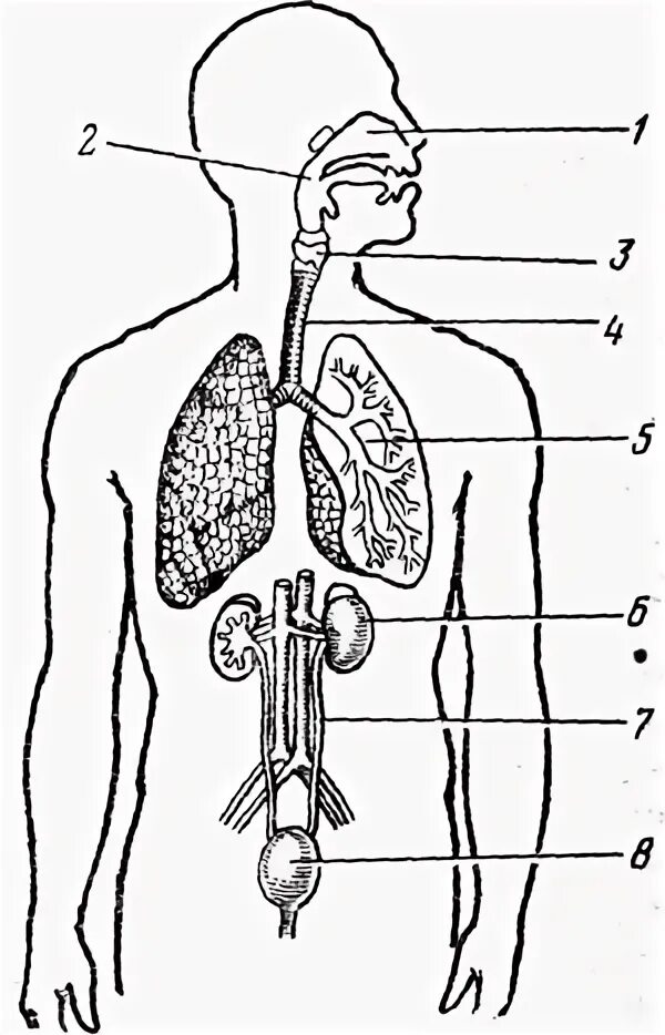 Изображения систем органов человека. Системы органов. Системы органов человека схема. Органы человека рисунок. Дыхательная и выделительная система человека.