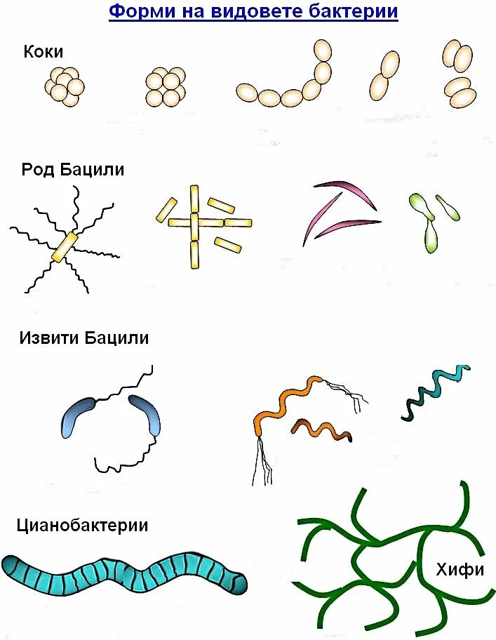 Бактерии шаровидной формы кокки. Шаровидные бактерии кокки рисунок. Строение бактерии кокки рисунок. Формы бактерий кокки бациллы. Что такое коки в медицине