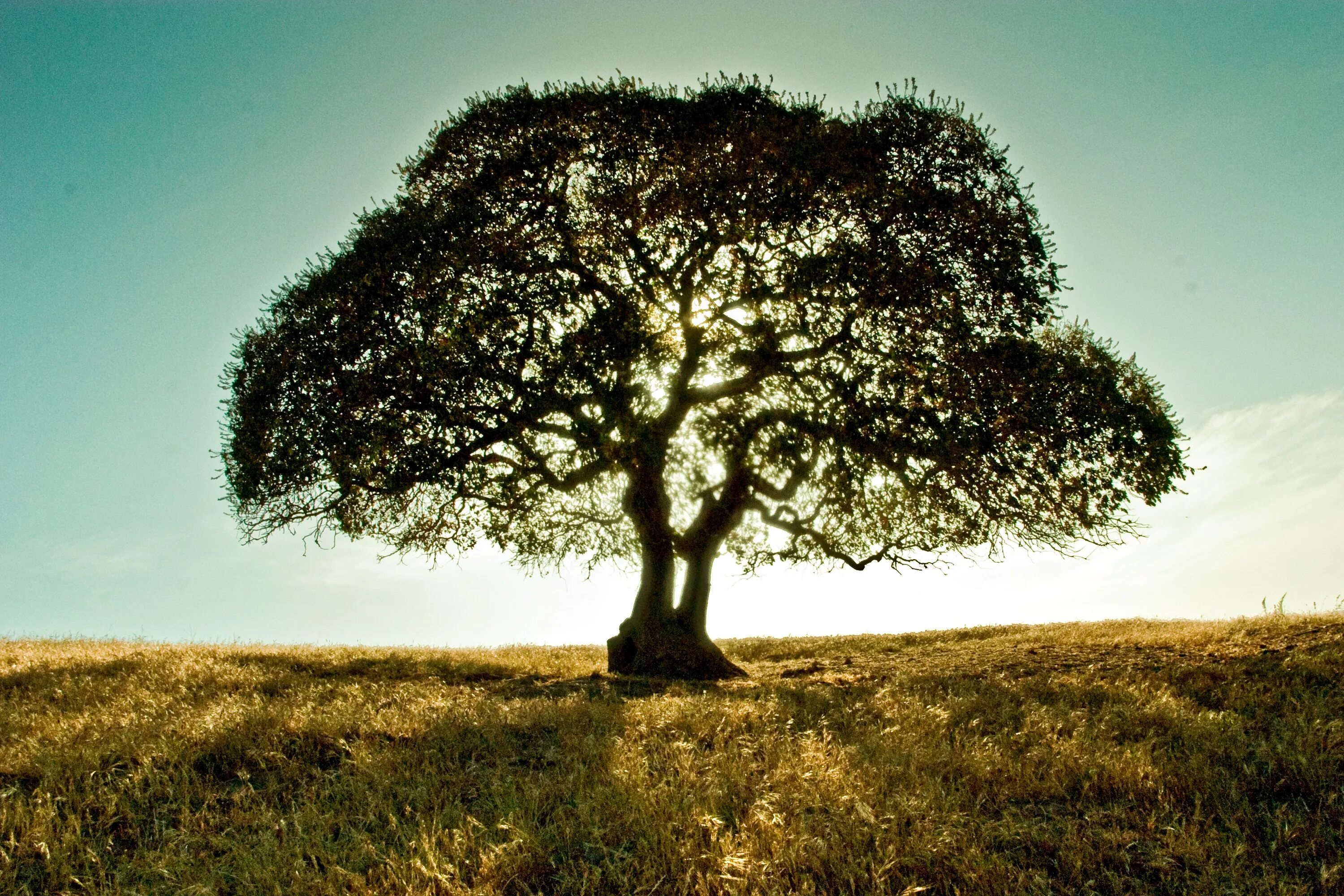 The speakers tree