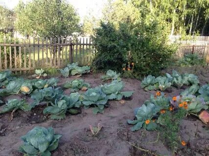 Урожай омская область сайт