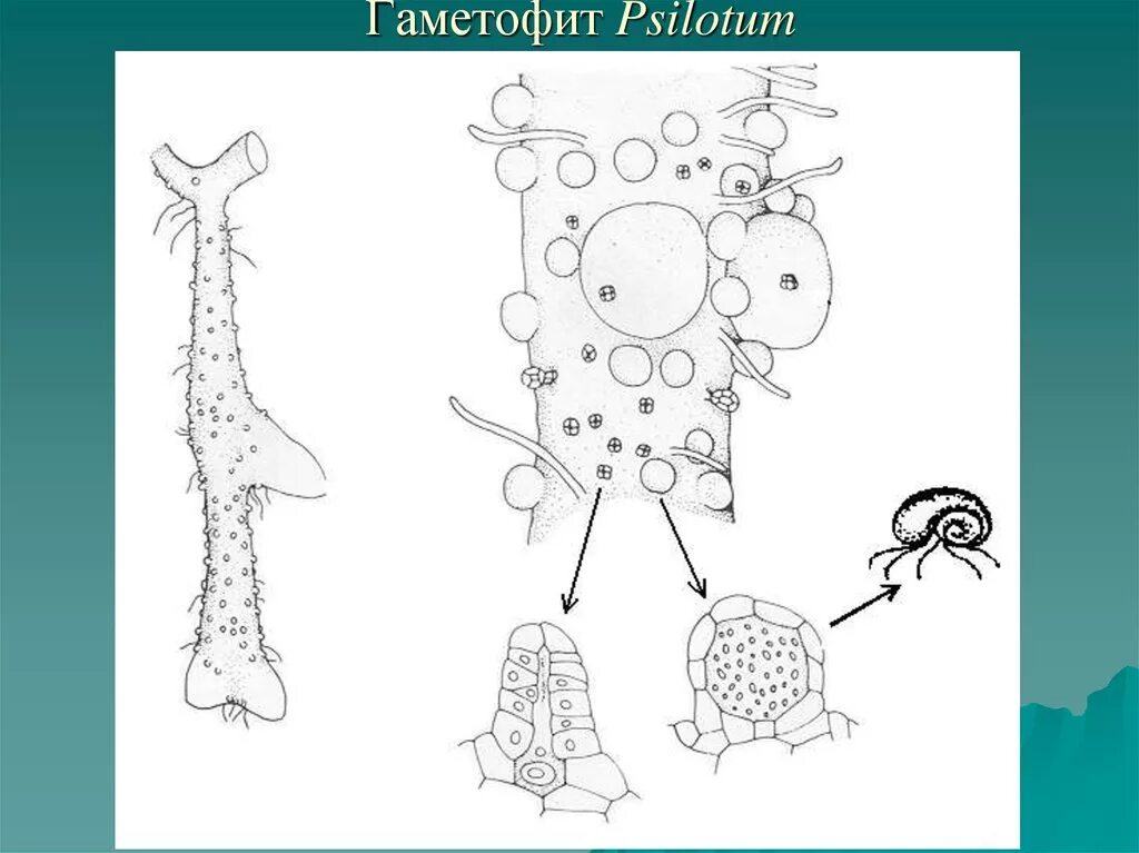 Гаметофит схема. Гаметофита анатомия. Мужской гаметофит. Гаметофит псилота.