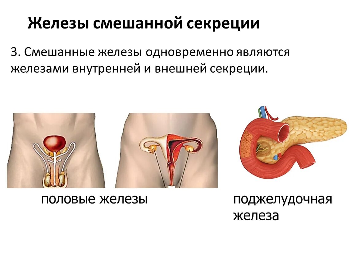 Железы смешанной секреции. Является железой смешанной секреции. Половые железы внешняя секреция. Семенная железа секреция.