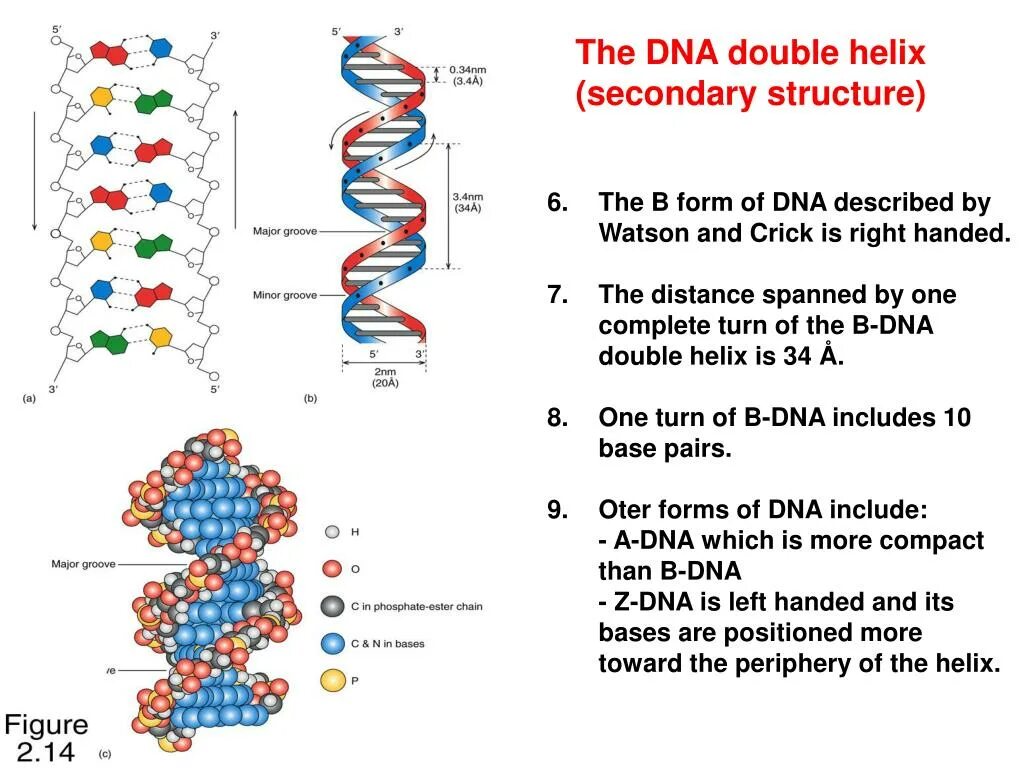 First structure. Secondary structure of DNA. Структура ДНК. The Primary structure of DNA. Первичная структура ДНК.