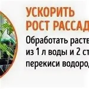 Подкормка рассады томатов перекисью водорода. Подкормка рассады перекисью водорода пропорции. Подкормка рассады помидор перекисью. Перекись водорода для рассады помидор. Как подкормить рассаду помидор перекисью водорода