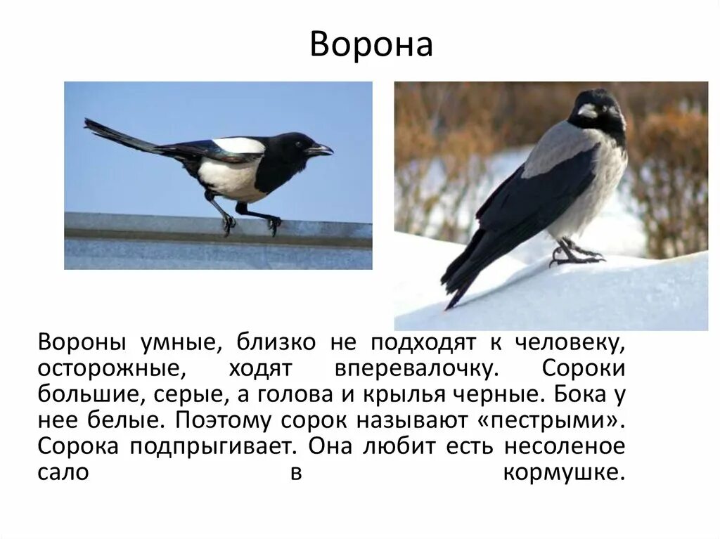 Сорока-ворона. Сорока и ворона отличия. Ворон ворона сорока. Ворона от сороки.