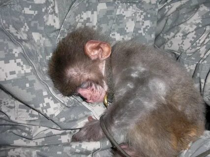 Monkey beating