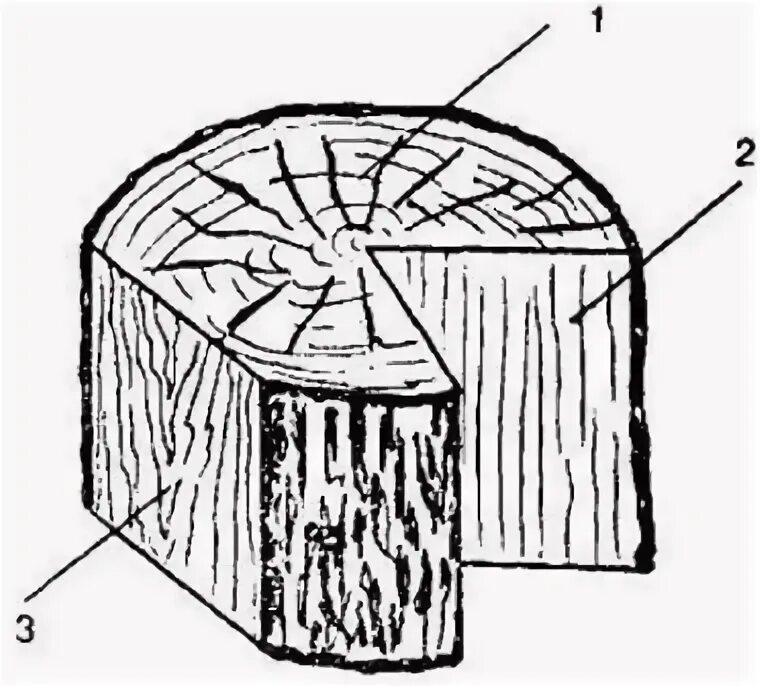 Сделайте кольцевой надрез на древесной ветки. Тангенциальный разрез древесины. Тангенциальный срез древесины. Радиальный и тангенциальный распил. Тангенциальная радиальная осевое испарение древесины.