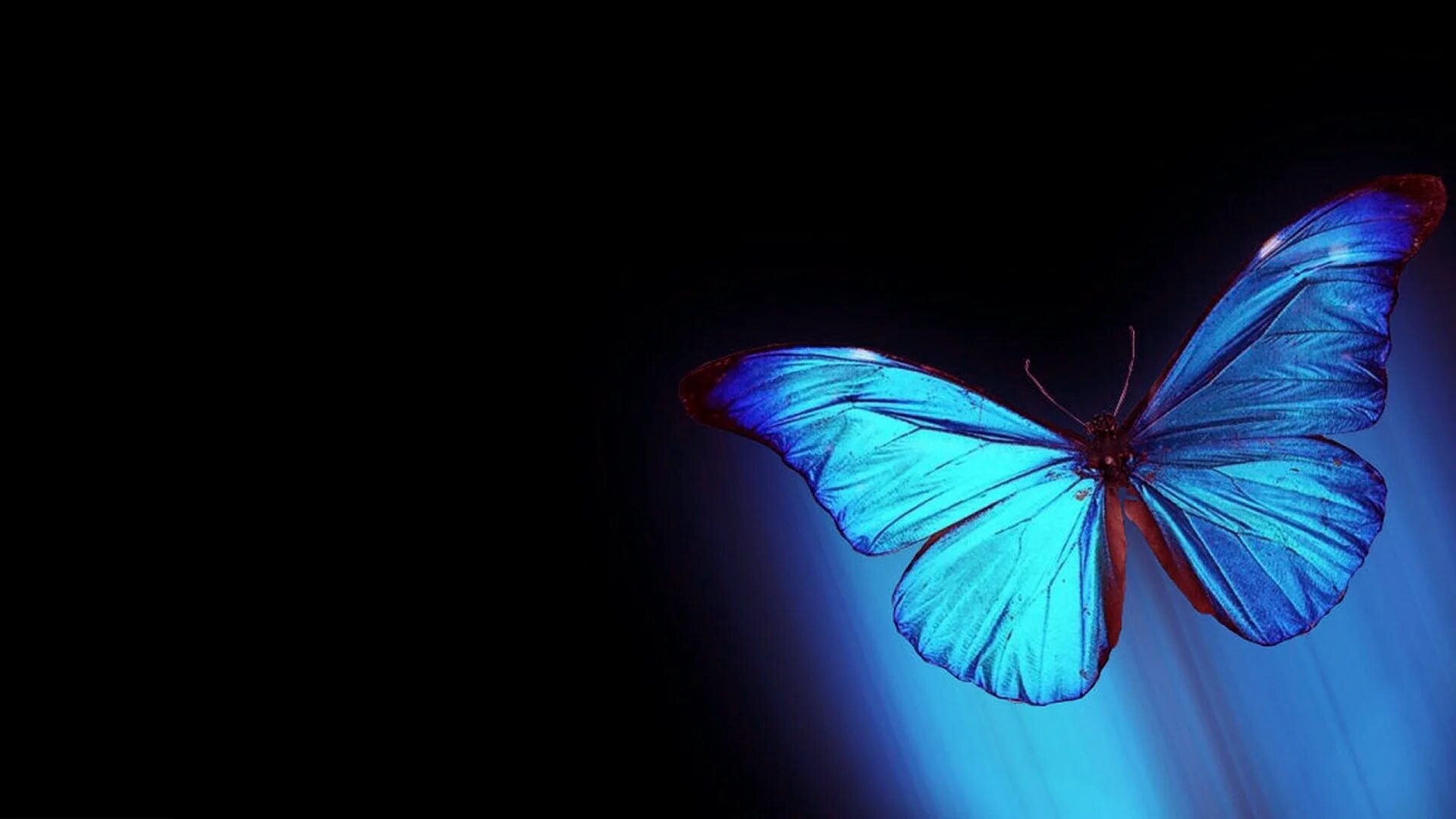 Обои фон бабочка. Синяя бабочка. Бабочки на черном фоне. Обои на рабочий стол бабочки. Синяя бабочка арт.