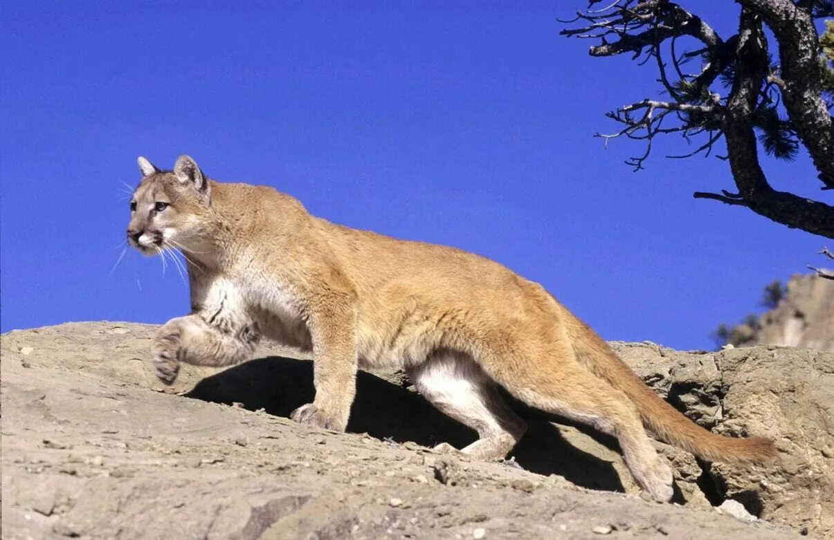 Пума (Puma concolor):. Пума Северная Америка. Пума горный Лев. Пума Южная Америка. Пума на английском