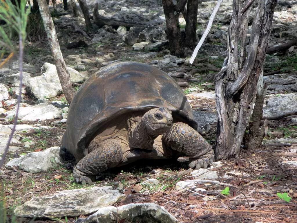 Сейшельские черепахи. Черепаха Альдабра. Aldabrachelys gigantea. Aldabrachelys gigantea (гигантская, сейшельская черепаха). Слоновая черепаха. Островов Альдабра.