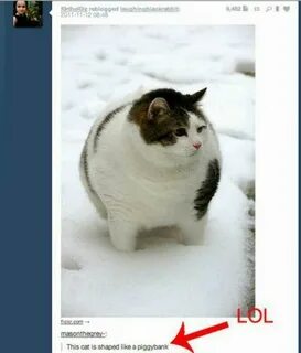 Включи сила кот