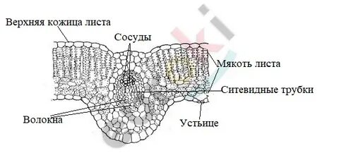 Какую функцию выполняет мякоть листа