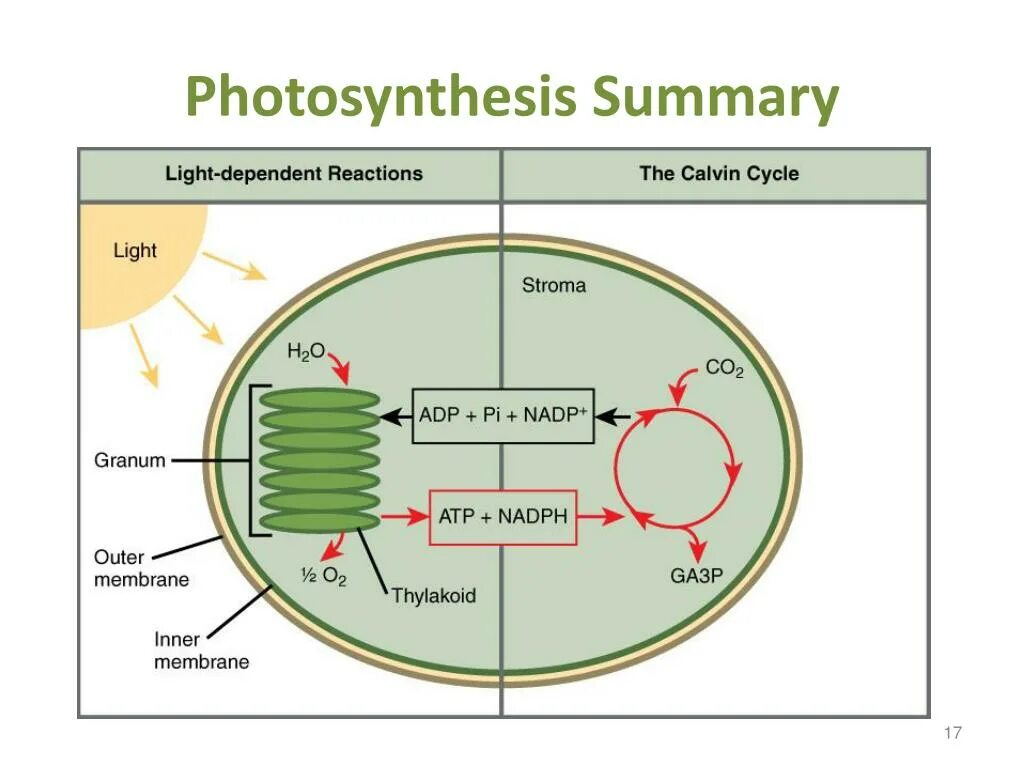 Световая фаза фотосинтеза схема. Фотосистема 1 фотосинтез. Хлоропласт фотосинтез ЕГЭ. Схема процесса фотосинтеза. 2 в темновую фазу происходит