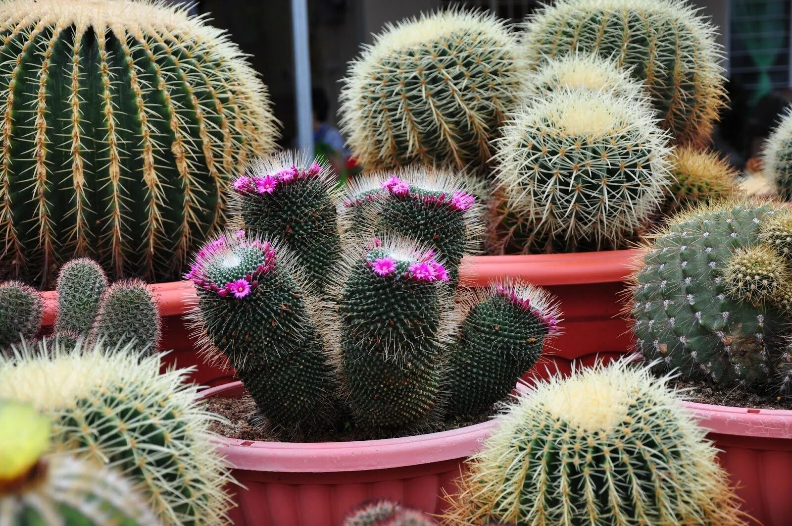 Фото кактуса преподаватель. Кактус Чойя. Кактус Mammillaria eichlamii. Кактусы Геншин. Кактус волосатик.