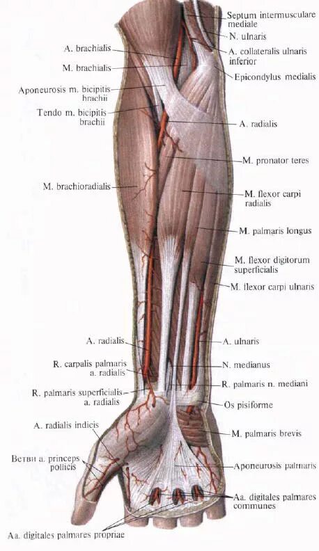 Локтевой сустав мышцы и сухожилия. Локтевая возвратная артерия. Передняя межкостная артерия предплечья. Плечевая лучевая и локтевая артерии. Возвратная лучевая артерия латынь.