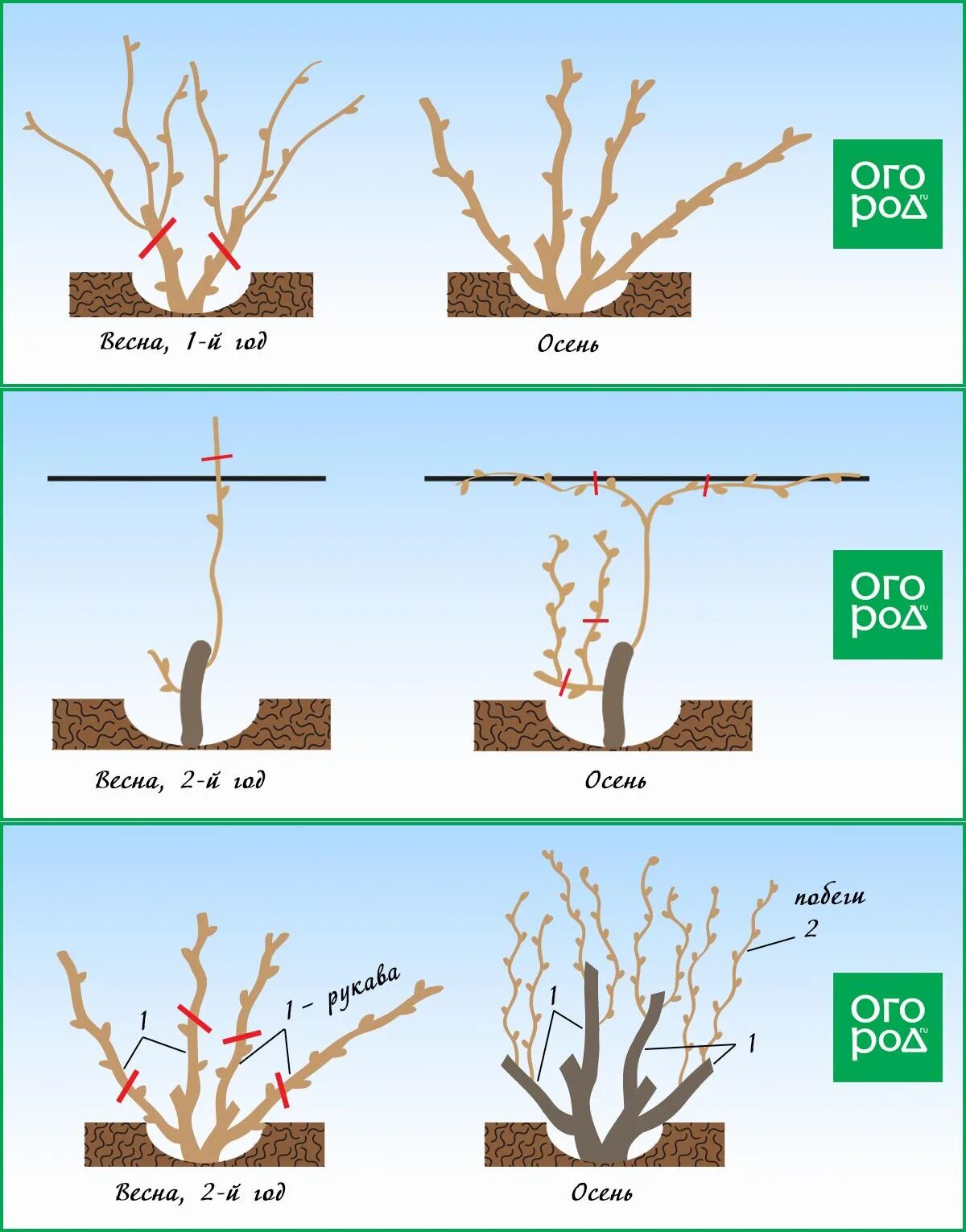 Как обрезать виноград весной для начинающих пошагово. Как обрезать виноград осенью для начинающих. Схема правильной обрезки винограда. Правильно обрезать виноград осенью схема. Весенняя обрезка винограда в средней полосе