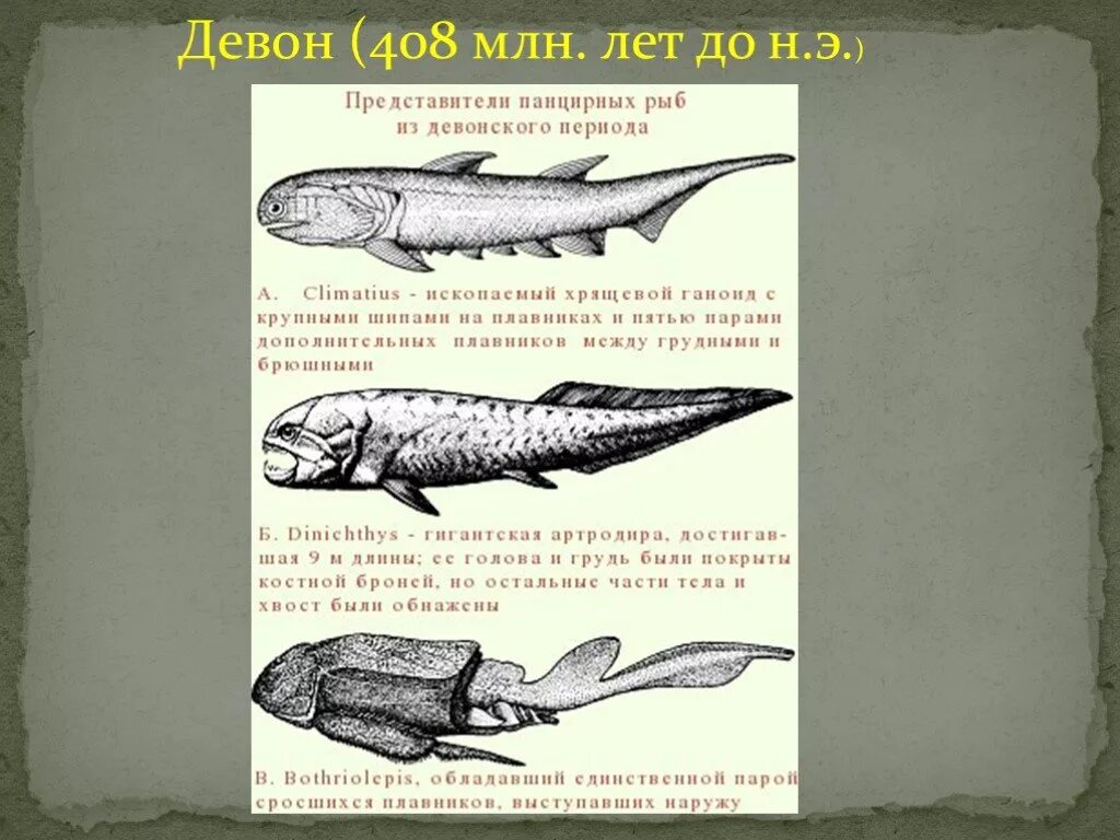 Эволюция видов рыб. Панцирные рыбы представители. хрящевые и панцирные рыбы. рыбы девонского периода с названиями. девон представители.