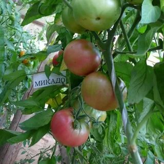 Характеристика томатов микадо розовый