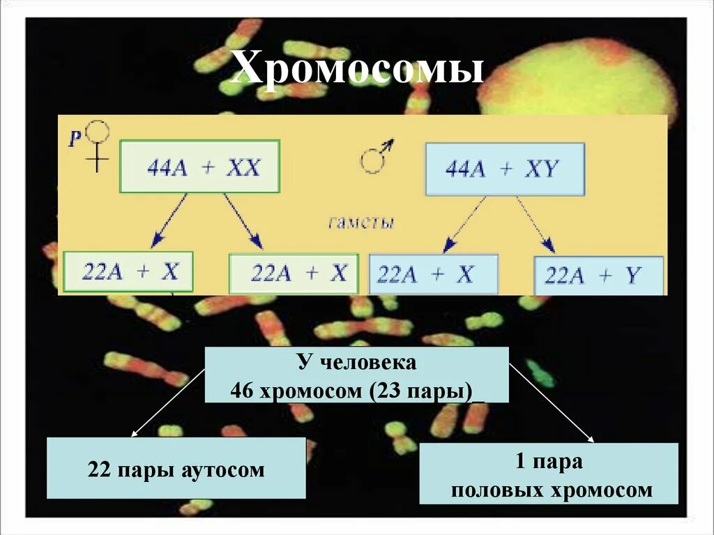 Сколько аутосом содержится у человека