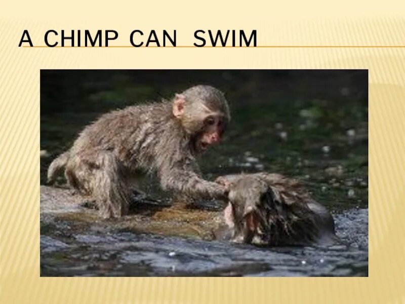A chimp can перевод. The Chimp can. Chimp Swim.