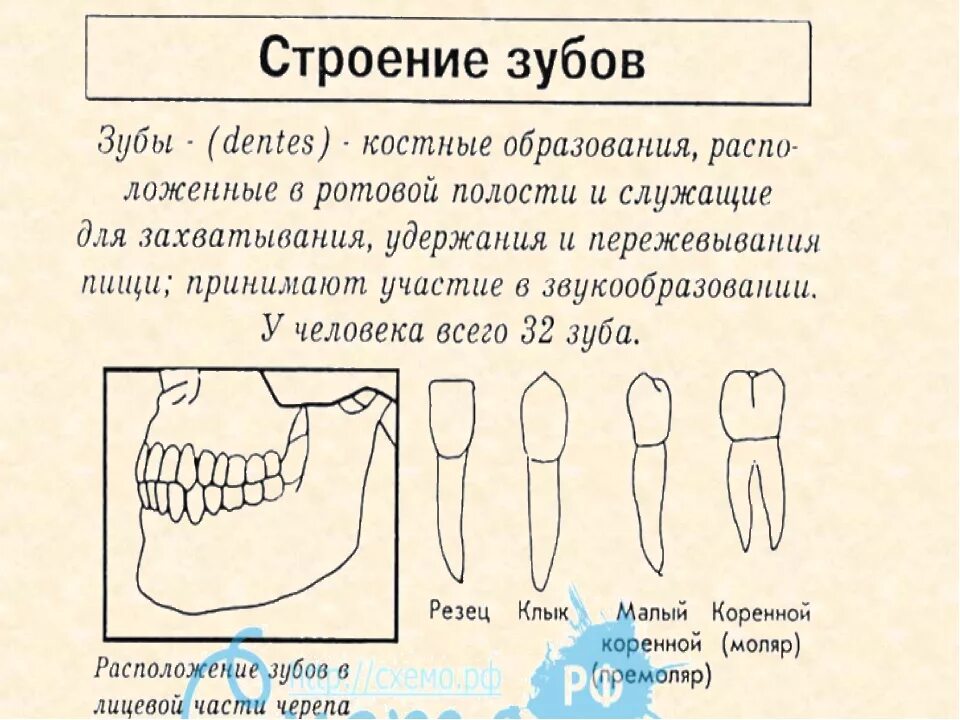 Зубы резцы клыки коренные функции. Зубы человека и их функции. Строение зуба виды зубов. Типы зубов и их функции. Зубы человека у детей