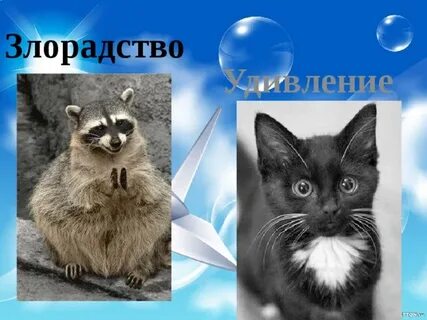 Без злорадства