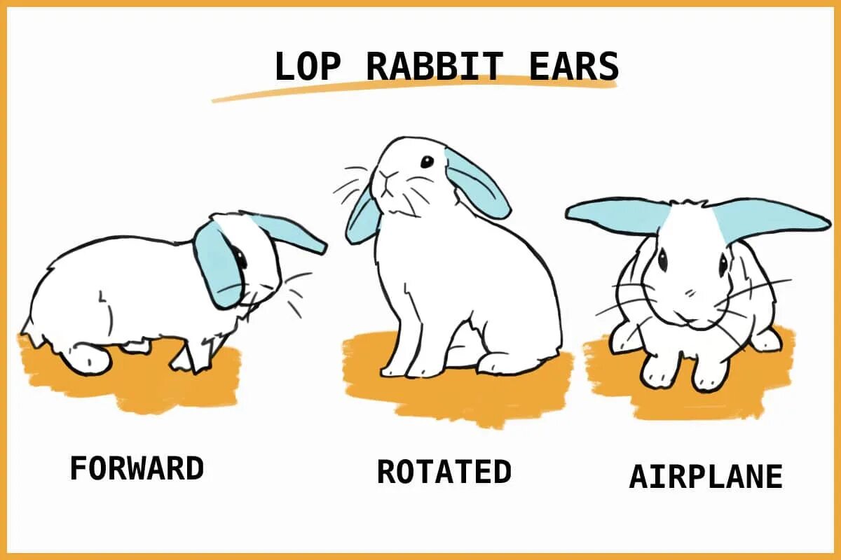 Как переводится rabbit. Lop rabbit. кролик по английскому. english lop rabbit.