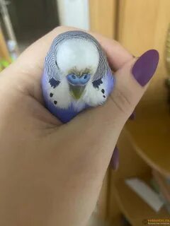 Попугаю плохо