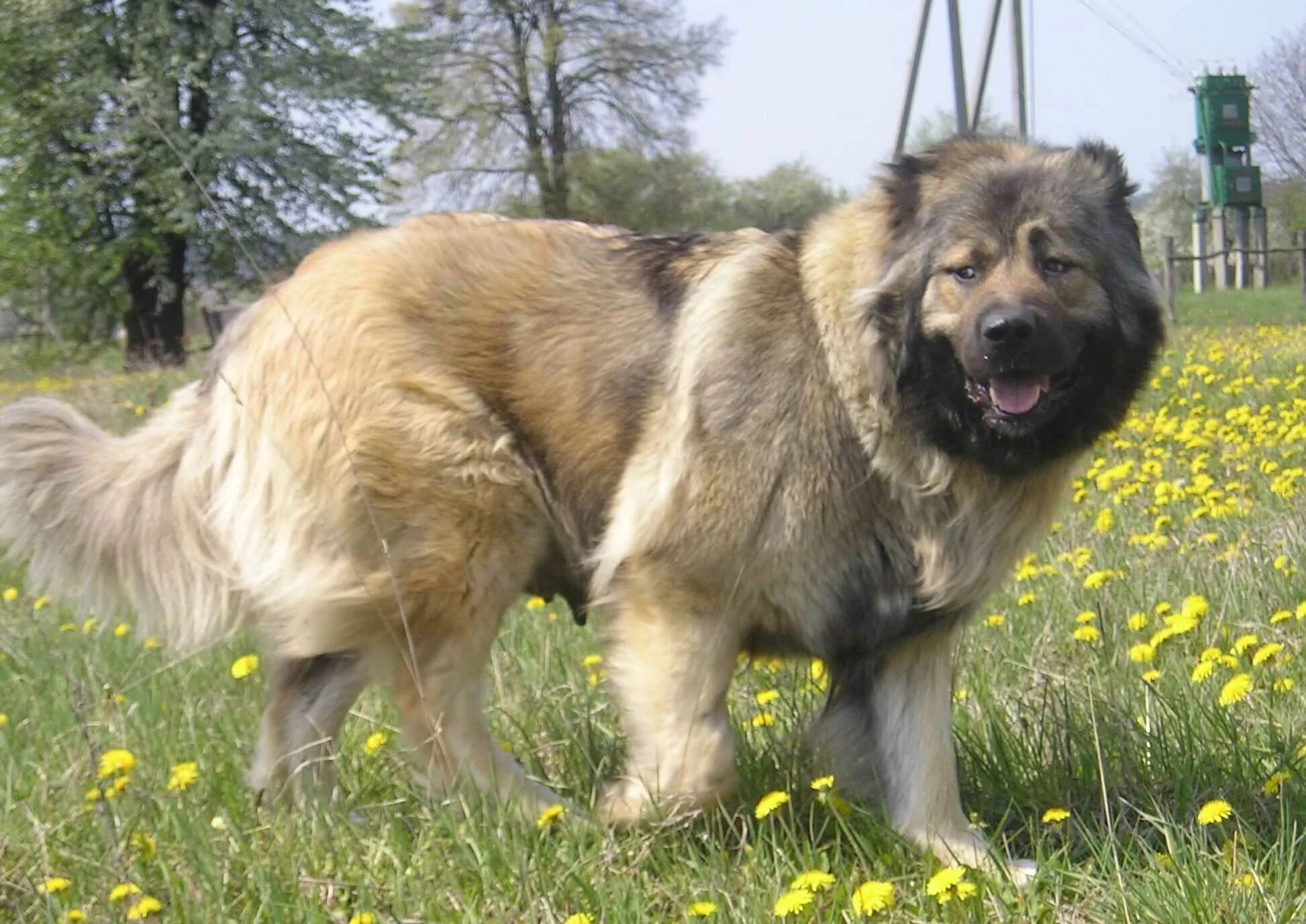Северо кавказская овчарка. Кавказская сторожевая овчарка. Кавказская овчарка волкодав. Кавказская сторожевая овчарка. Грузинский волкодав нагази.
