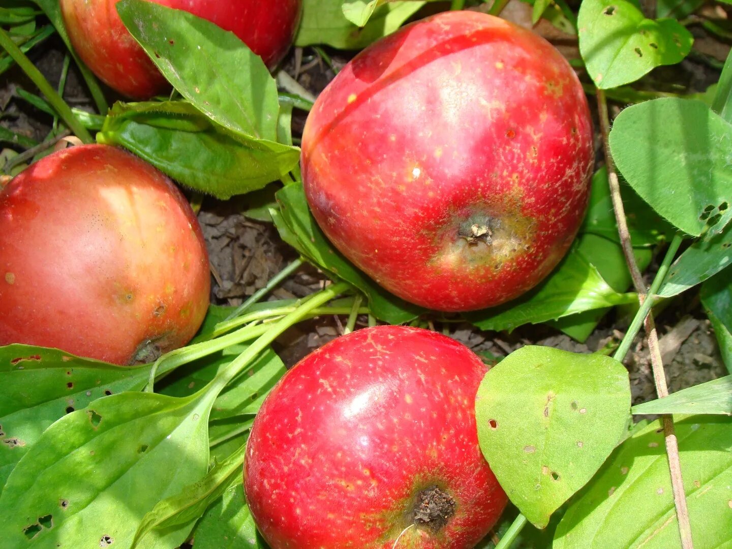 Какое яблоко в земле растет. Сорт яблок Джонатан. Сорт яблони Джонатан. Сорт Джонатан. Яблоки красные сорта Джонатан.