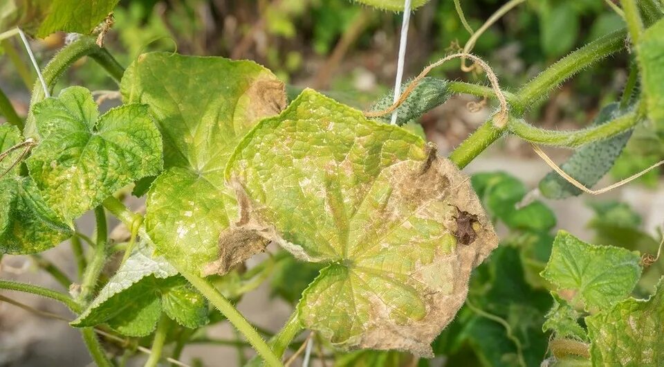 Сохнут листья огурцов в теплице. Pseudoperonospora cubensis. огурец листья заболели картинки.