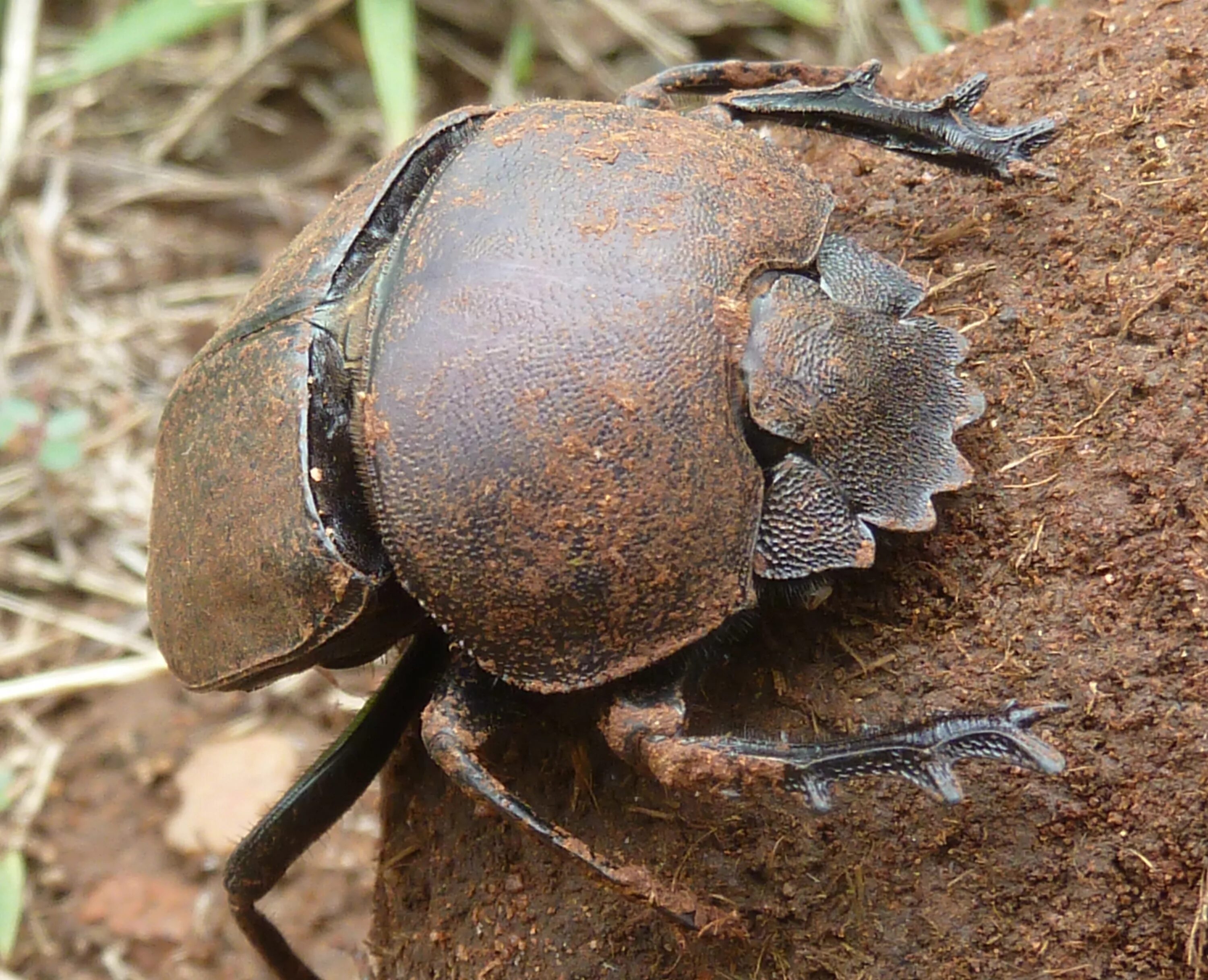 Жук краб. Scarabaeus Typhon. Личинка жука скарабея. Жук скарабей строение. Краб скарабей.