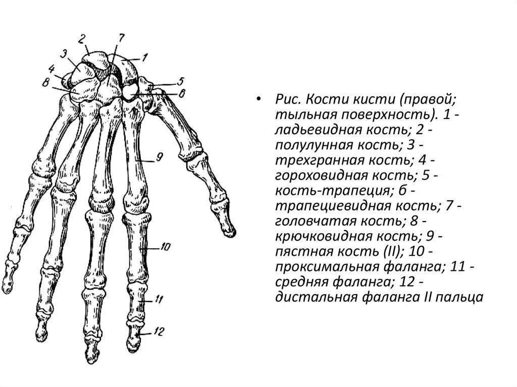 Кости кисти анатомия строение. Кости правой кисти тыльная поверхность. Кости запястья Синельников. Кости запястья Синельников анатомия. Поверхность запястья