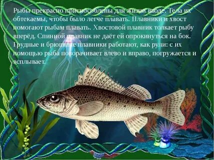 Рассказ про рыбу 1 класс окружающий мир