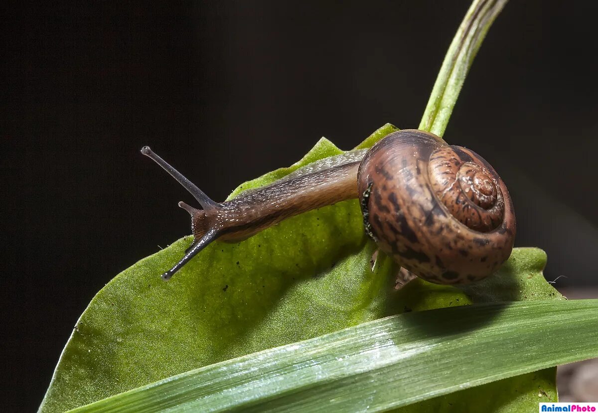 улитки это животные или насекомые. блюда из улиток. улитка квартиры. улитка квартиры. тигровая улитка ахатина.