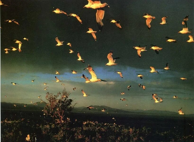 Птицы падают с деревьев. Долина Джатинга. Долина Джатинга Долина падающих птиц. Стая птиц.