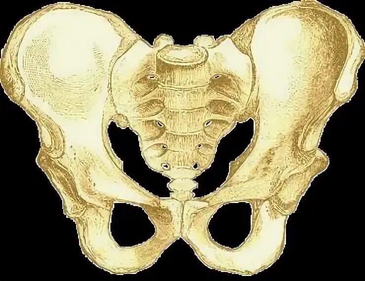 Жылқы порно көру