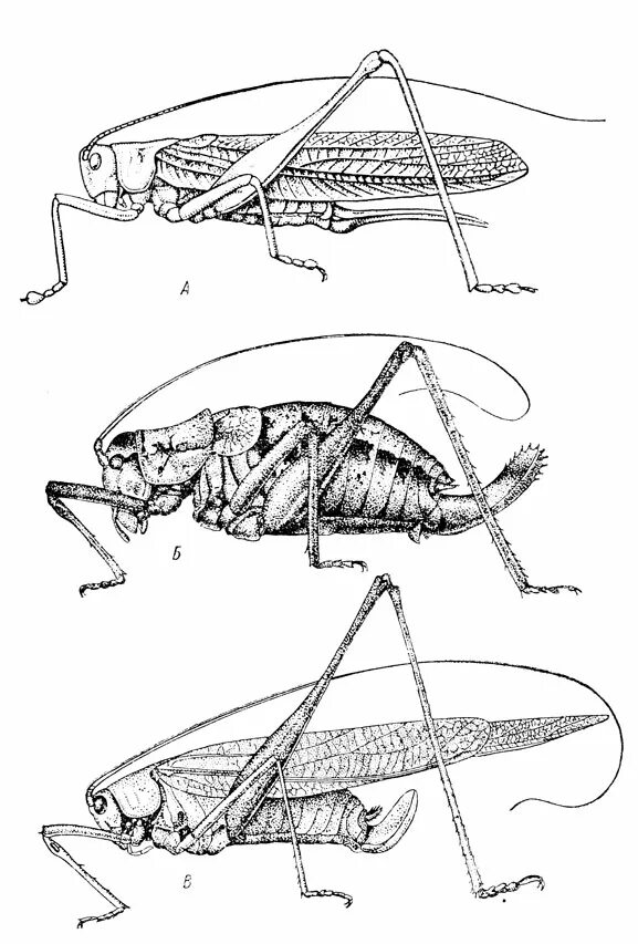 Отряд прямокрылые представители. Отряд Прямокрылые. Отряды насекомых Прямокрылые. Отряд Прямокрылые Саранча. Отряд Прямокрылые строение.