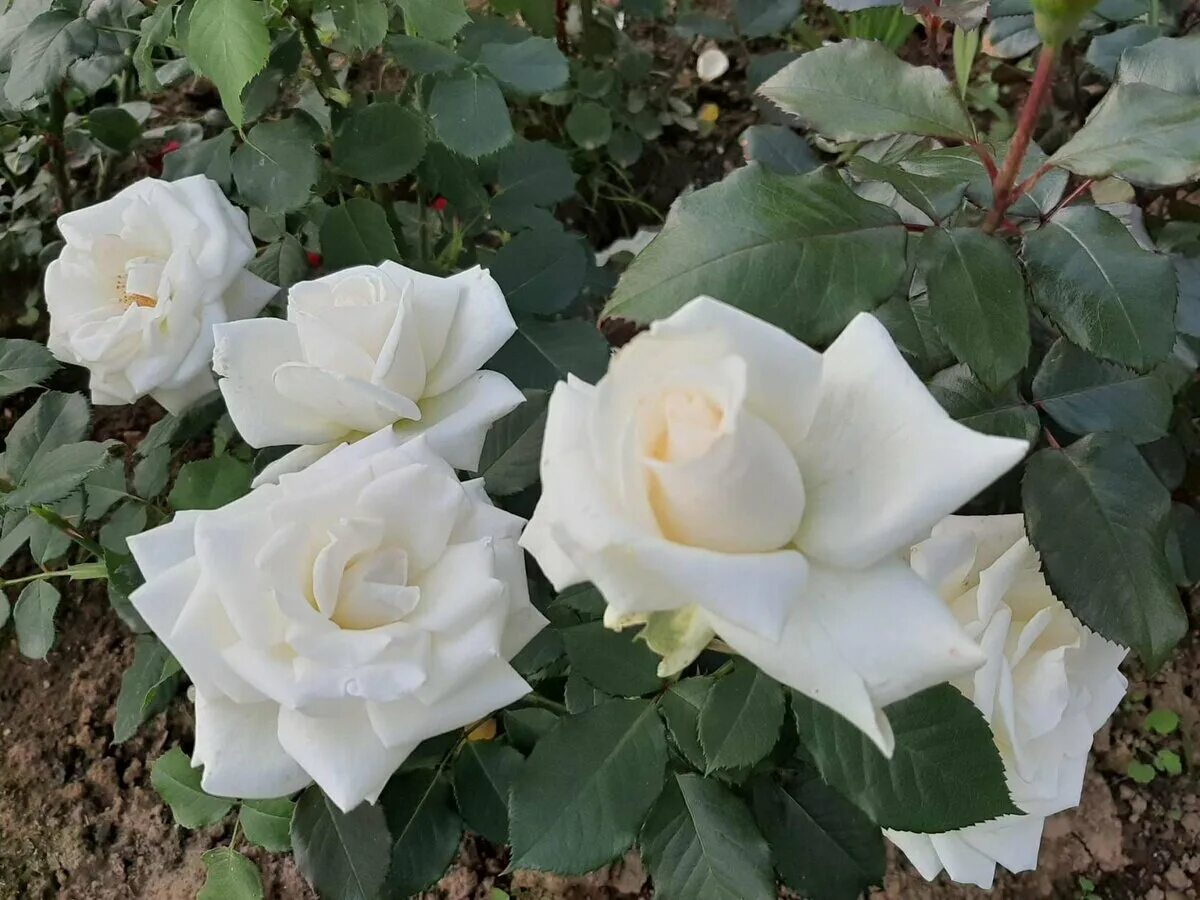 Pin by CHARLIE DELTA on ROSES PICTURE COMPILATION Anastasia, Flower garden, Flow