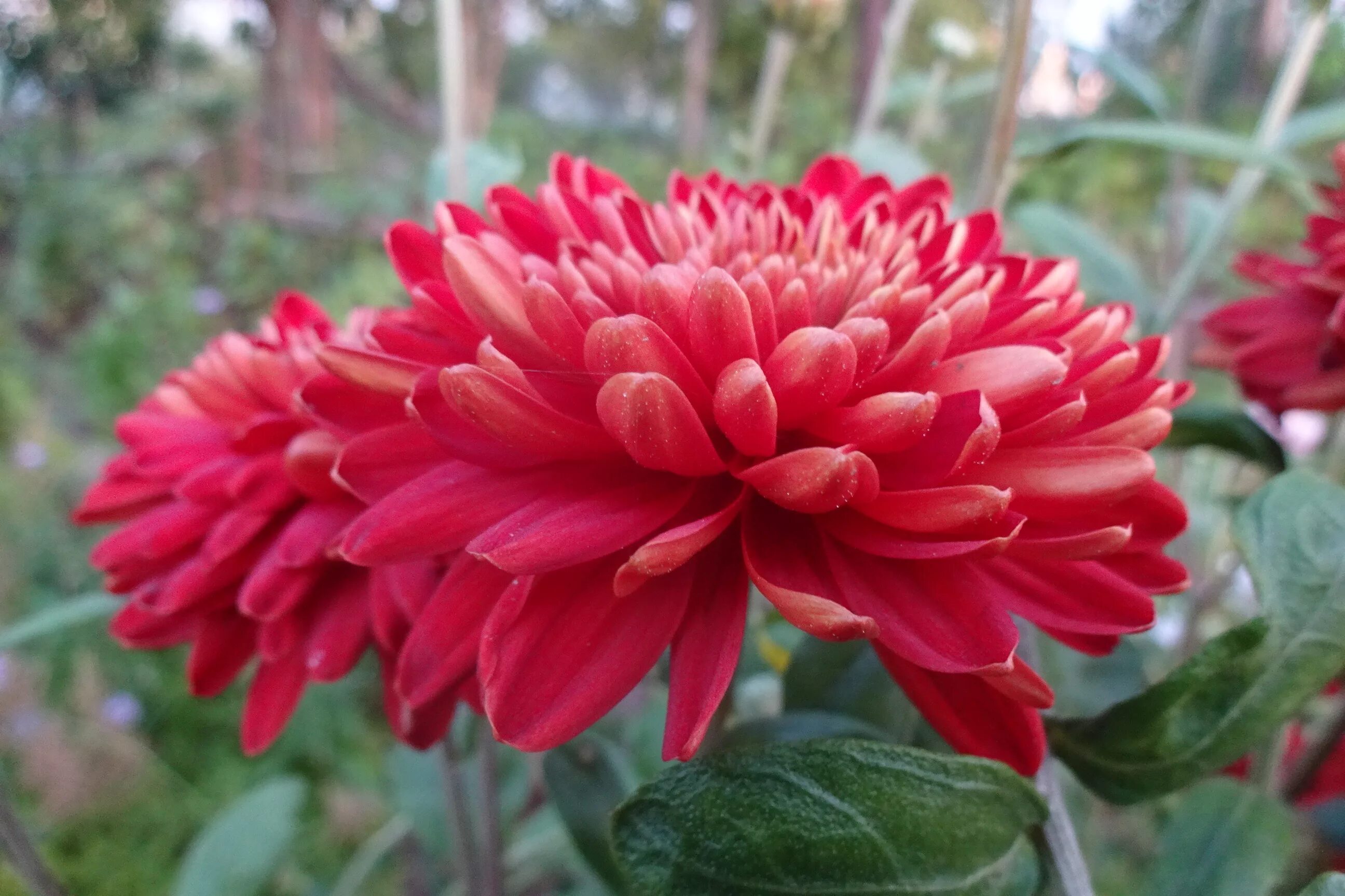 хризантема шапка мономаха красная. георгины. шапка мономаха цветок комнатный. шапка мономаха растение. шапка мономаха растение.