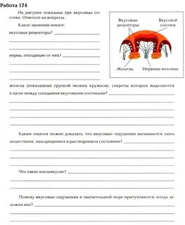 Практическая работа 2 по биологии 8 класс