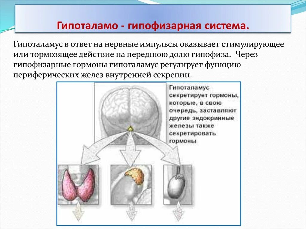 Гипоталамо-гипофизарная система. Строение гипоталамо-гипофизарной системы. Гипоталамо-гипофизарные яичек. Гипоталамо-гипофизарная система таблица. Гипофиза гипоталамо гипофизарная система