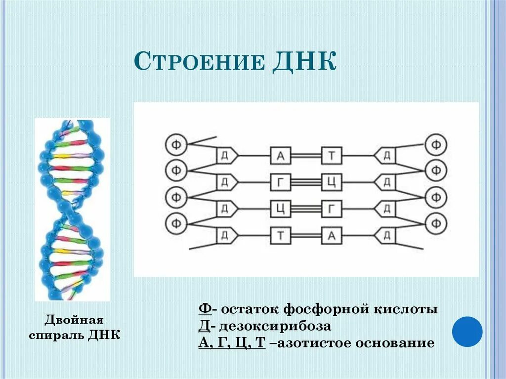 Выберите признаки молекулы днк. Структура молекулы ДНК схема. Схема строения молекулы ДНК. Схематическое строение молекулы ДНК. Схематичное строение молекулы ДНК.