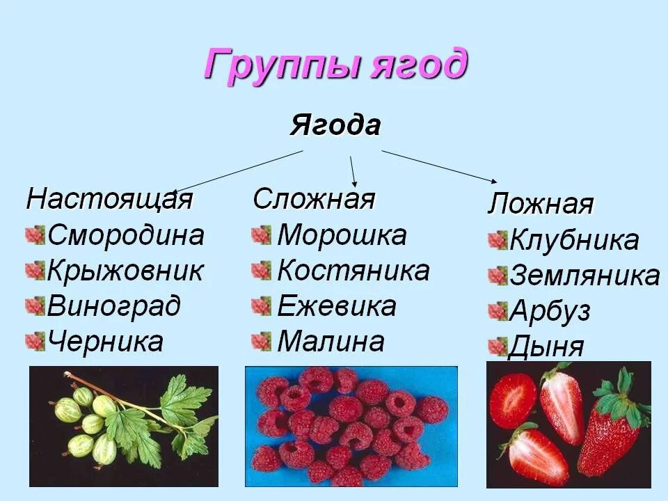 Классификация ягод. Ягоды названия. Ягода (плод) ягоды. Классификация плодов и ягод.