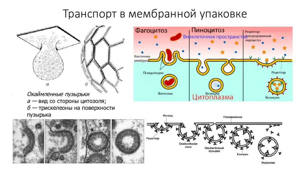 Фагоцитозный пузырек. Разновидности транспорта в мембранной упаковке. Фагоцитоз в транспорте мембранной упаковки. Фагоцитоз и эндоцитоз. Фагоцитоз и пиноцитоз схема.