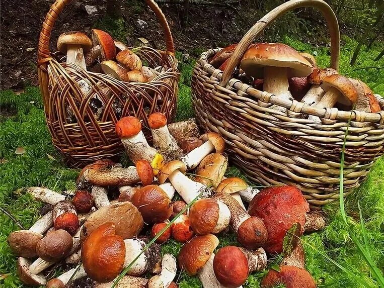 грибники дары леса. натюрморт грибы и ягоды. корзинка для грибов. осень грибы. натюрморт с грибами.