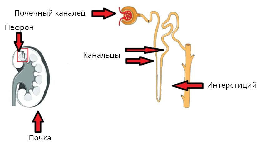 Интерстициальная ткань почки. Канальцы и интерстиций почки. Межуточная ткань почки. Интерстиции почек. Интерстиций почки