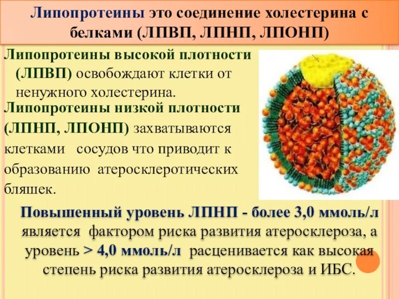 Повысить холестерин лпвп в крови. Липопротеиды высокой и низкой плотности. Липопротеины высокой плотности. Липопротеины низкой и высокой плотности. Холестерин и липопротеиды высокой и низкой плотности.