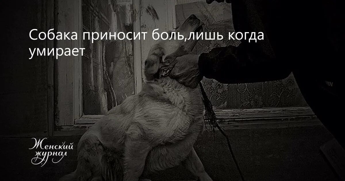 Собака ушла из жизни