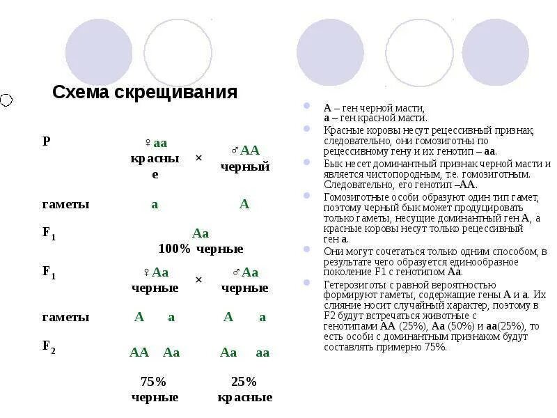 Генотипы лошадей. Моногибридное скрещивание схема скрещивания. Моногибридное скрещивание рецессивный признак. Скрещивании гомозиготных моногибридное скрещивание. Рецессивный генотип пример.